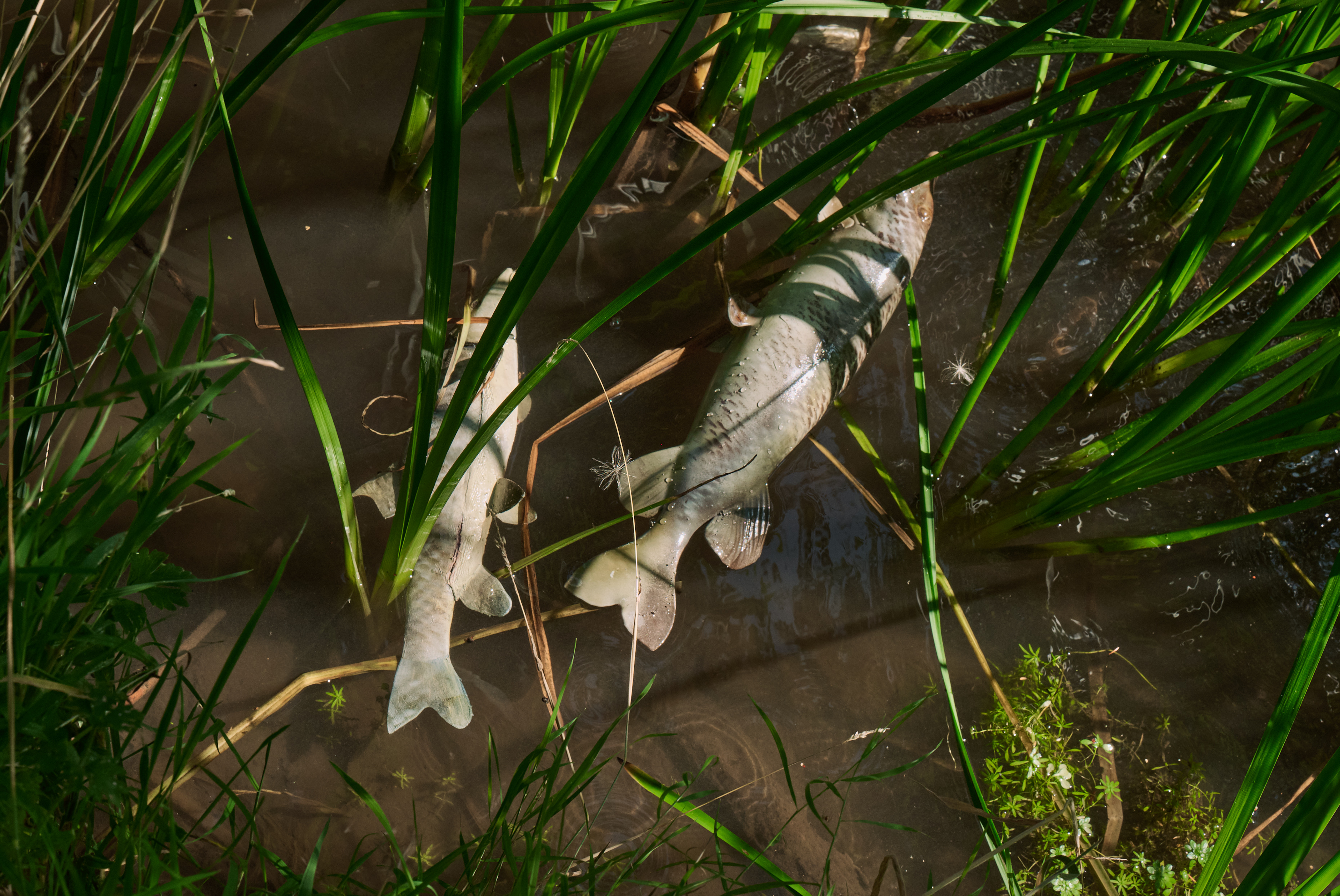 Dirty Business - Image 4